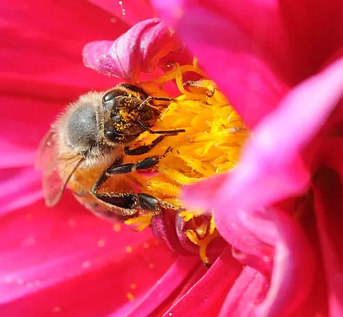 CLOSE-UP--Pollen clings to the head, abdomen and thorax of a honey bee as she forages in a zinnia. (Photo by Kathy Keatley Garvey)