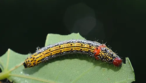 REDHUMPED CATERPILLAR gorges on the leaves of a redbud tree. (Photo by Kathy Keatley Garvey)