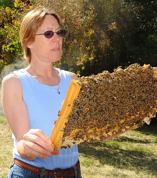 SUSAN COBEY, noted bee breeder-geneticist, is dividing her time between the University of California, Davis, and Washington State University. (Photos by Kathy Keatley Garvey)