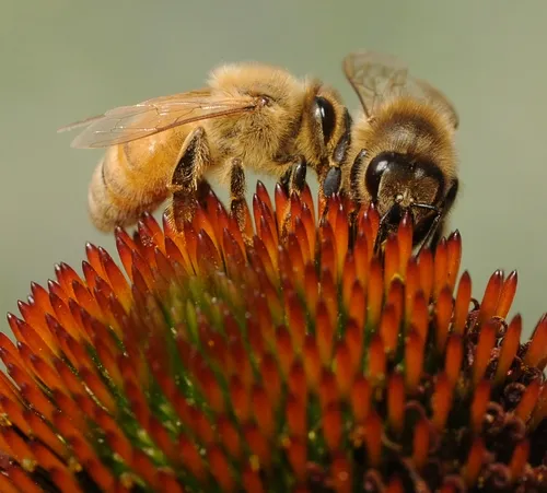 CLOSE-UP of an Italian bee and a New World Carniolan sharing a purple coneflower. (Photo by Kathy Keatley Garvey)