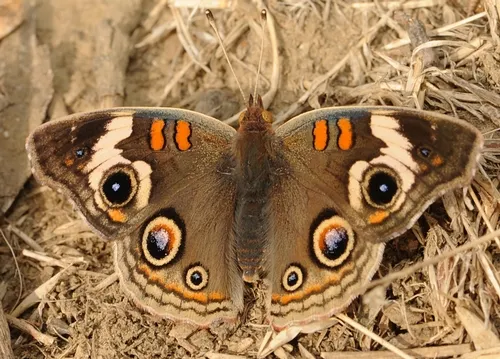EYESPOTS on the wings of a buckeye butterfly. (Photo by Kathy Keatley Garvey)