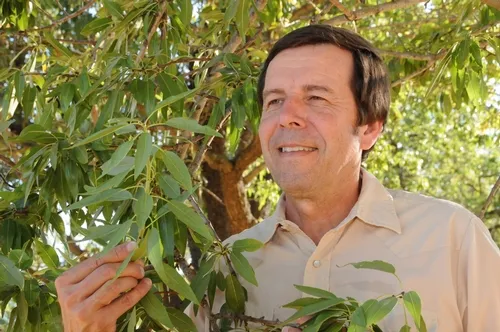 IPM SPECIALIST Frank Zalom checks out an almond tree. He was just named the 2010 recipient of the "Award for Excellence in Integrated Pest Management" from the Entomological Society of America. (Photo by Kathy Keatley Garvey)