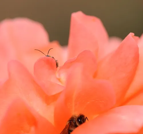 A HONEY BEE, resting in the folds of a rose, appears to be playing hide and seek with another insect. Those antennae belong to a spotted cucumber beetle. (Photo by Kathy Keatley Garvey)
