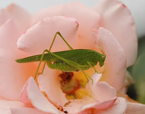 KATYDID foraging on a rose in a UC Davis rose garden. (Photo by Kathy Keatley Garvey)