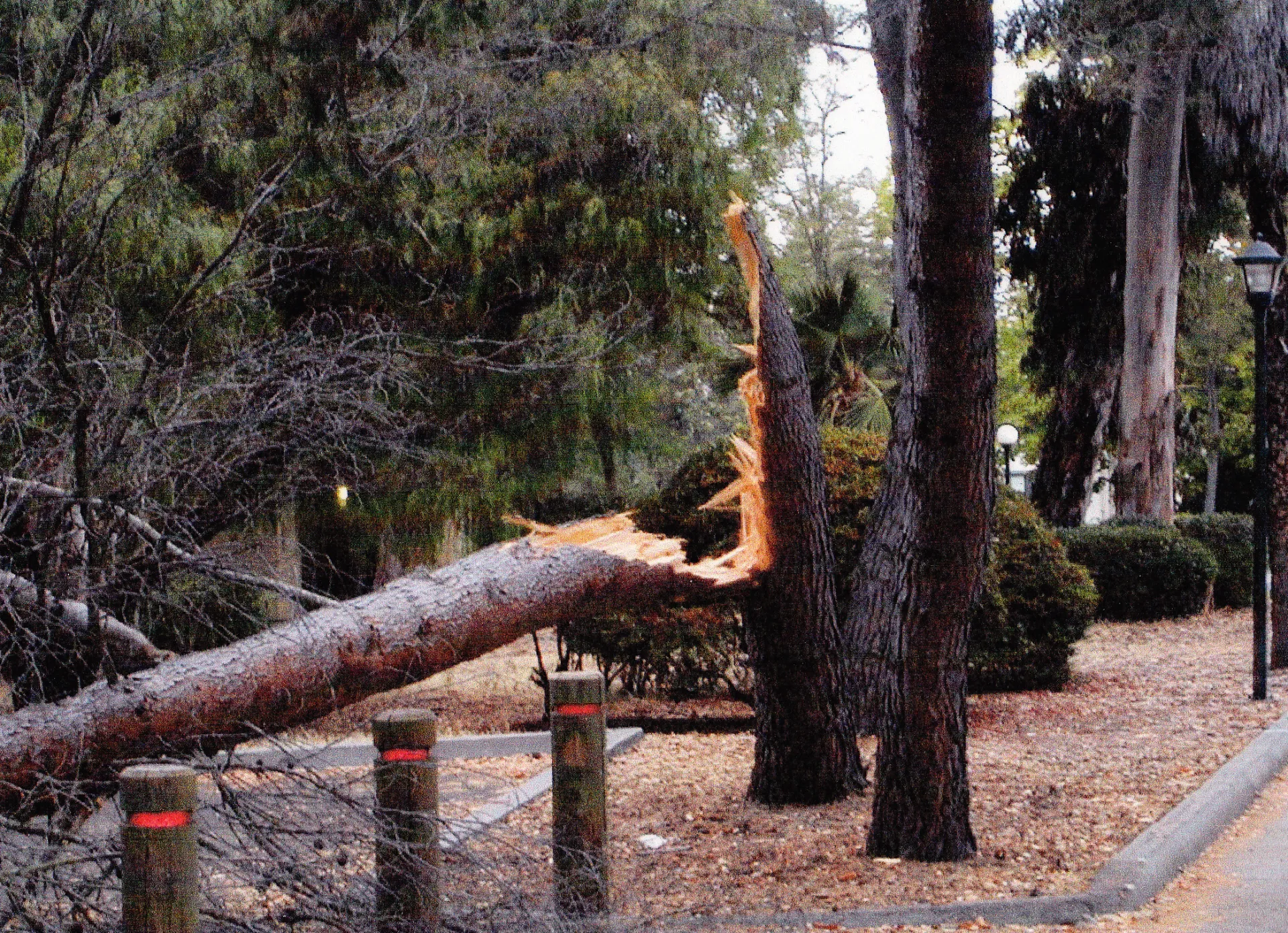 Aleppo pine trunk failure