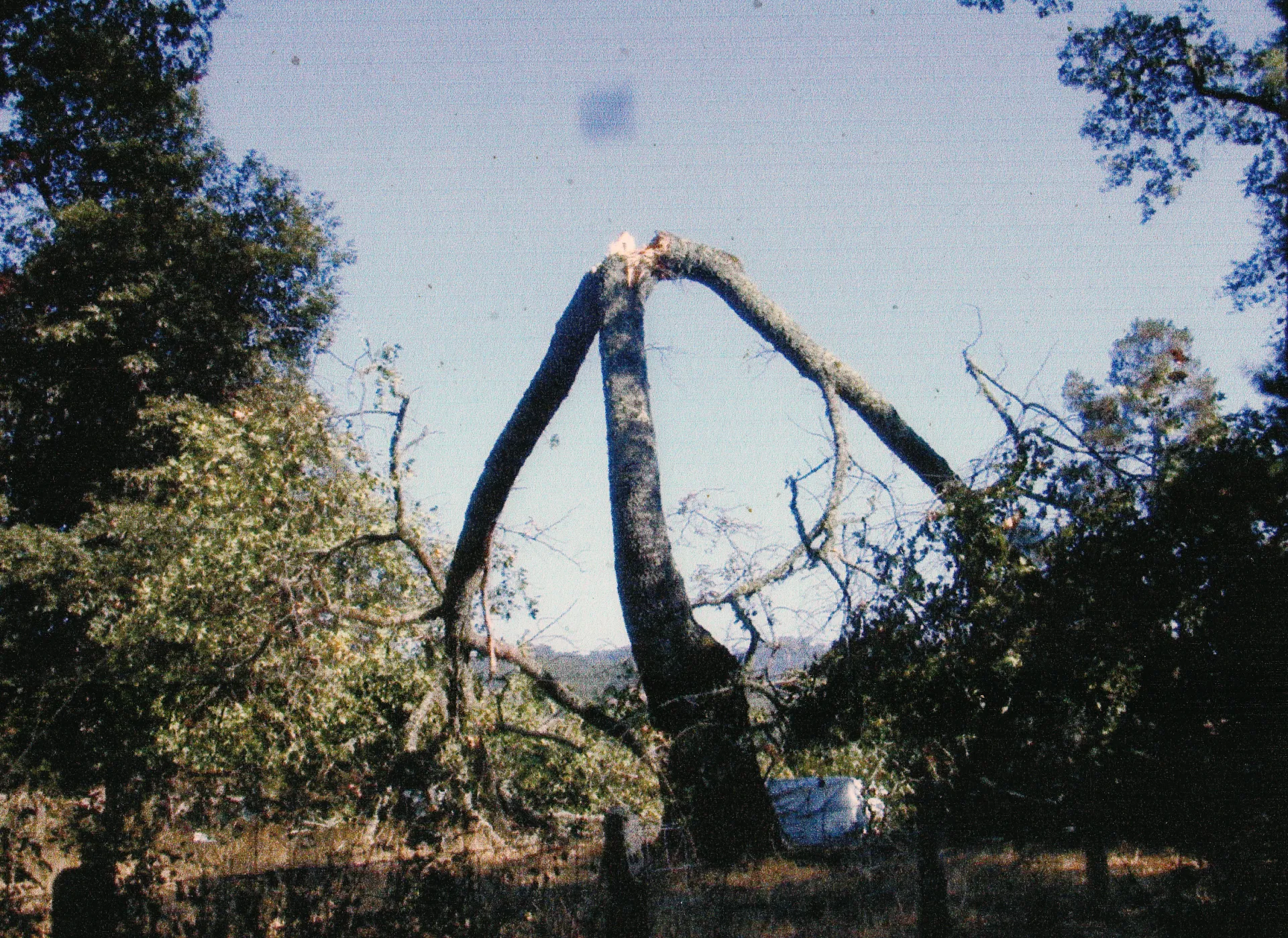 black oak high codominant trunk failure