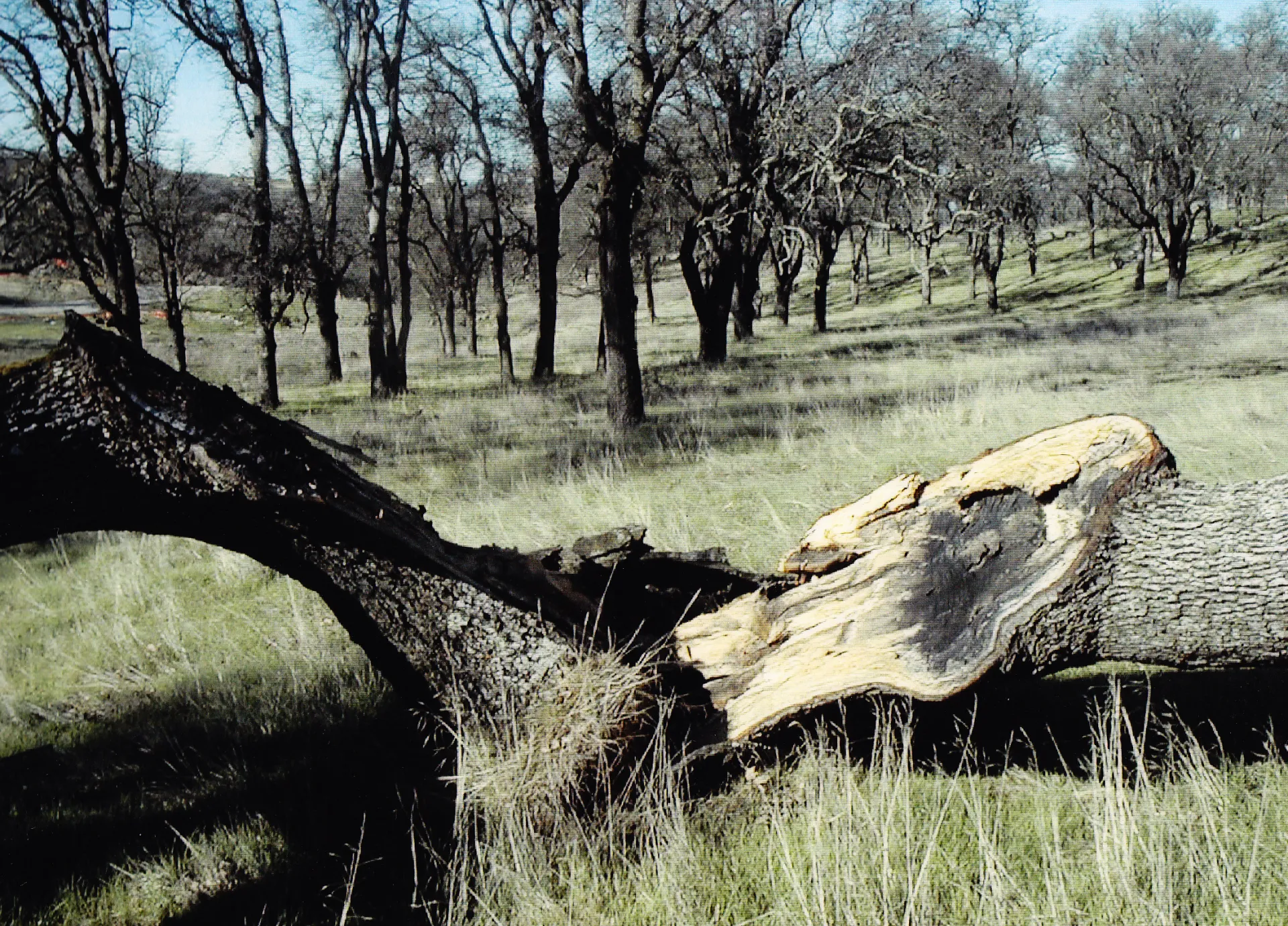 black oak trunk failure