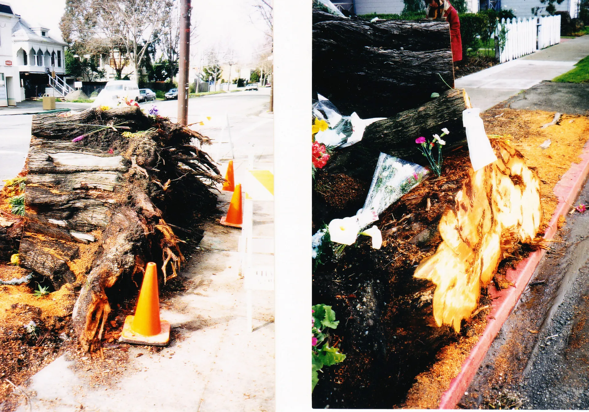 Monterey cypress root failure