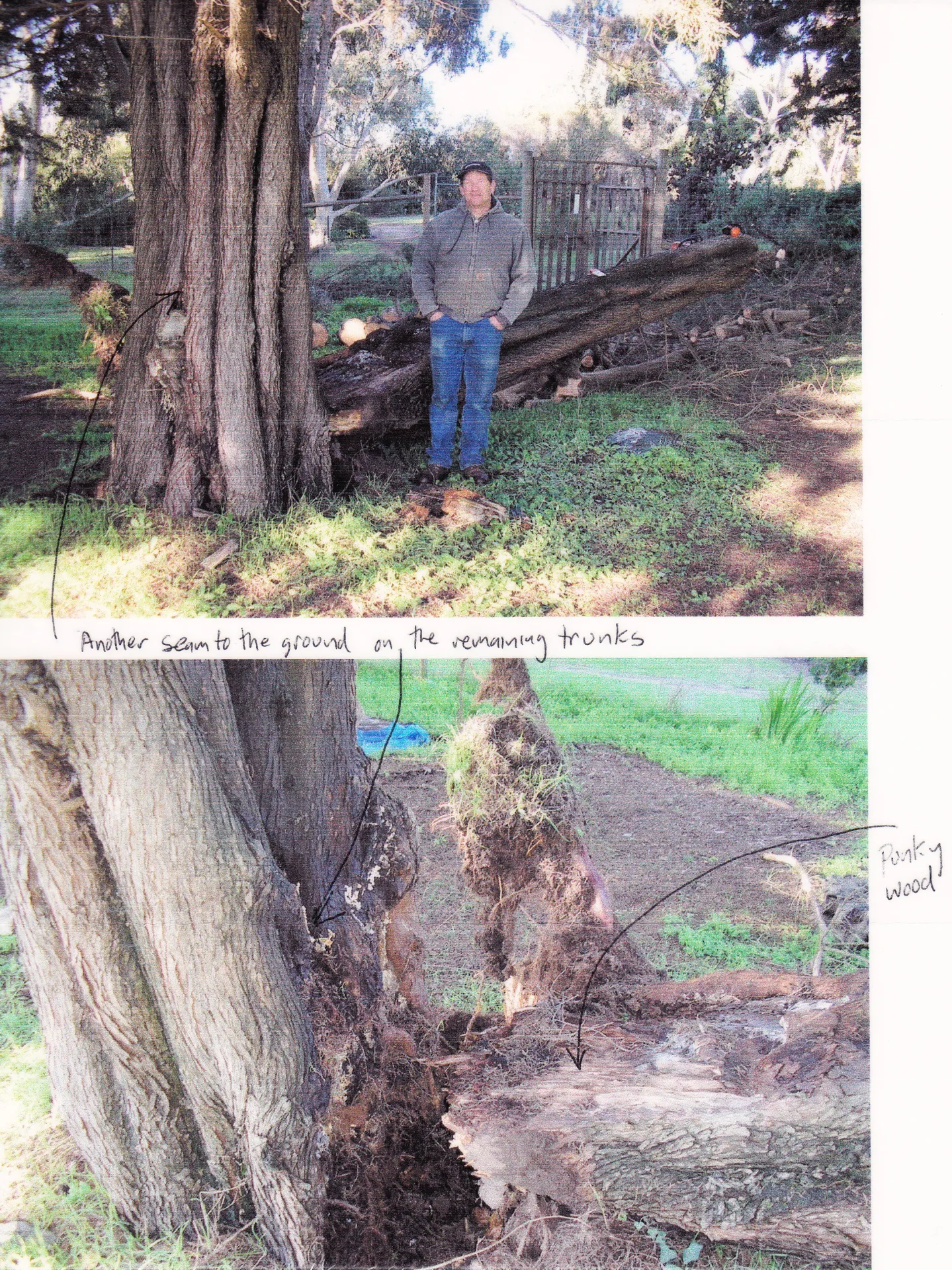 Monterey cypress trunk failure