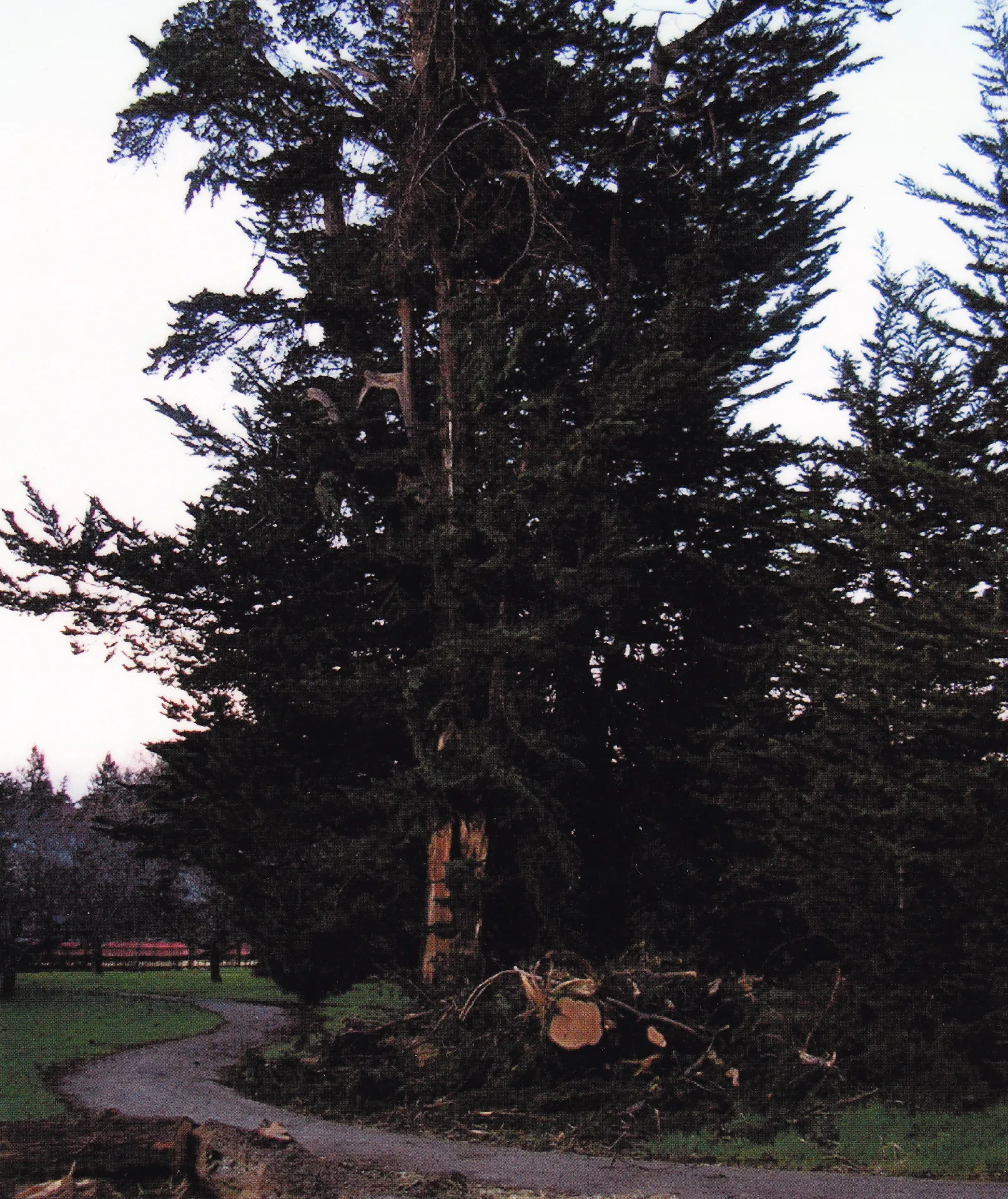 Monterey cypress trunk failure