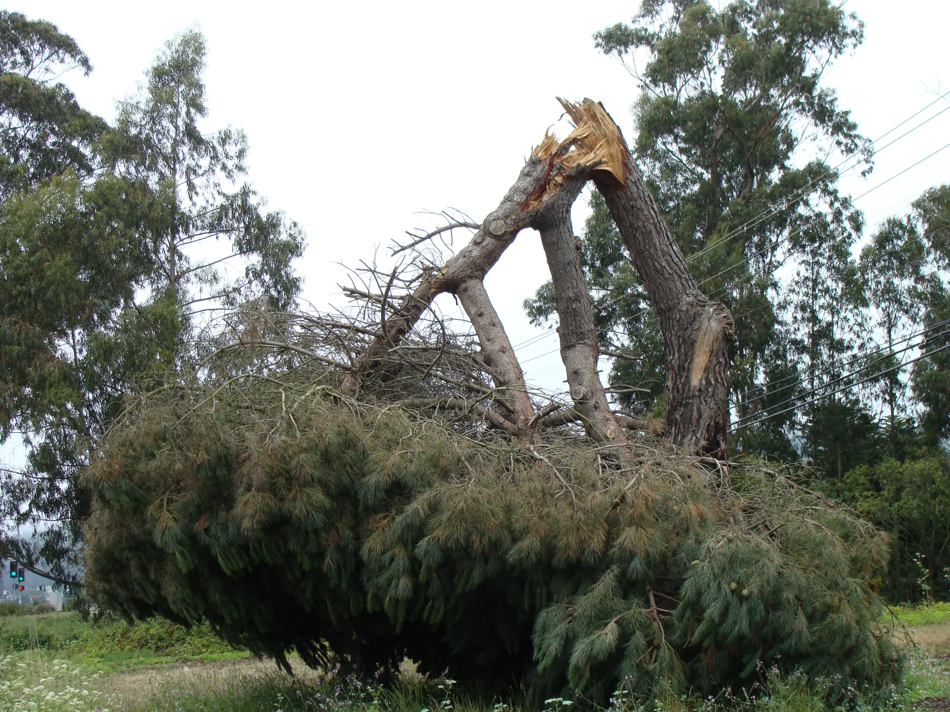 Italian stone pine trunk failure