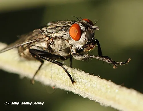 FLESH FLY (Sarcophagidae family) pauses to groom itself. (Photo by Kathy Keatley Garvey)