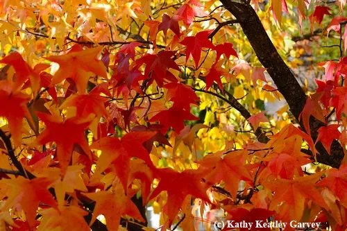 THE COLORS of honey bees are like the colors of autumn leaves on a liquidambar tree: different but much the same. We are all leaves on the same tree. (Photo by Kathy Keatley Garvey)