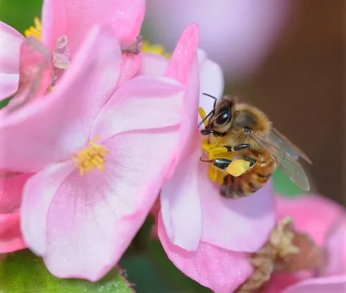 HONEY BEE foraging on a begonia. (Photo by Kathy Keatley Garvey)