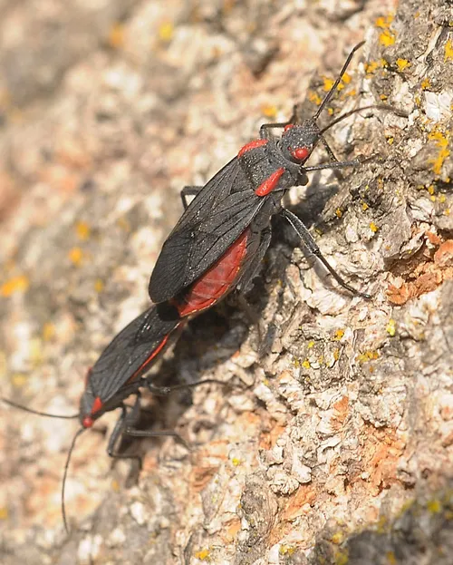 TWO soapberry bugs on a tree in the UC Davis Arboretum. (Photo by Kathy Keatley Garvey)