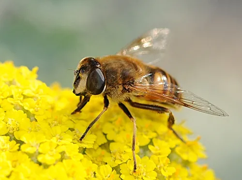 SIDE VIEW of a drone fly, Eristalis tenax. The insect is often mistaken for a honey bee. (Photo by Kathy Keatley Garvey)