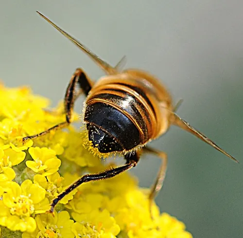 LIKE A HONEY BEE, the drone fly (Eristalis tenax) pollinates flowers. Check out the yarrow pollen clinging to its abdomen. (Photo by Kathy Keatley Garvey)