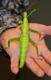 greenwalkingstickforweb