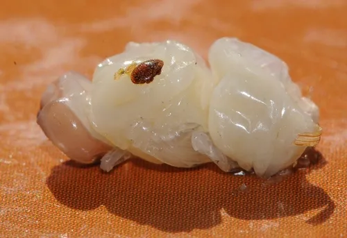 VARROA mite on a honey bee pupa. (Photo by Kathy Keatley Garvey)
