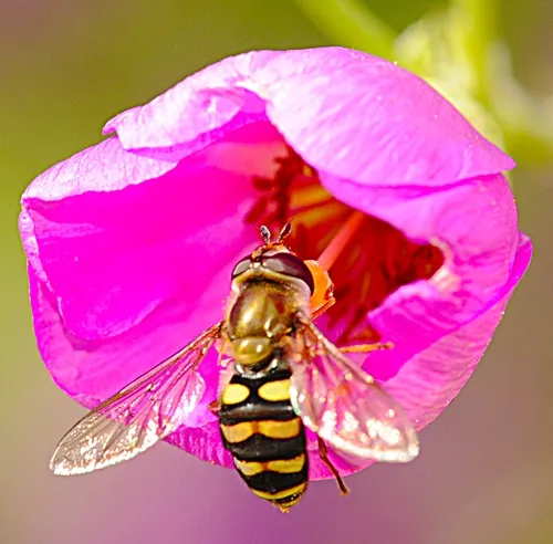 SYPRHID FLY heading inside a rock purslane blossom. (Photo by Kathy Keatley Garvey)