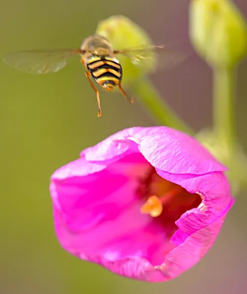 TAKING FLIGHT, a syrphid leaves its host. (Photo by Kathy Keatley Garvey)
