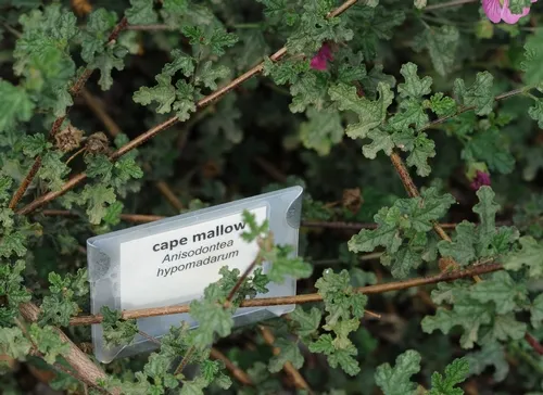 PLANTS in the Haagen-Dazs Honey Bee Haven are labeled so visitors can identify them and glean ideas what to plant in their own gardens. (Photo by Kathy Keatley Garvey)