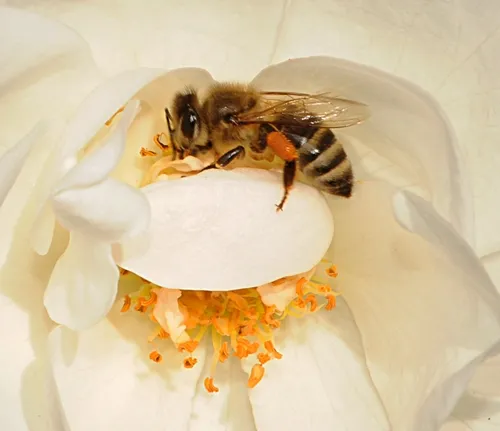 POLLEN-PACKING honey bee takes a liking to a rose at the San Ysidro Ranch in Montecito. (Photo by Kathy Keatley Garvey)