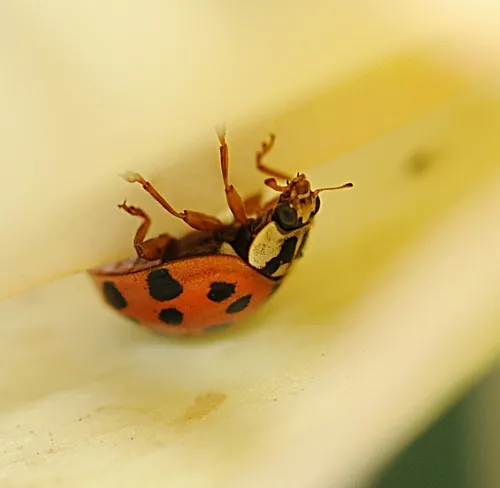 LADYBUG searches for aphids in the All-America Rose Selections (AARS) Test Garden. (Photo by Kathy Keatley Garvey)