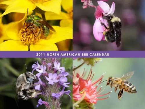 SPOTLIGHTING bees, the North American Bee Calendar features 12 species of bees. Some are pictured here. Most of the photos are by noted insect photographer Rollin Coville. (The honey bee is the work of Kathy Keatley Garvey)