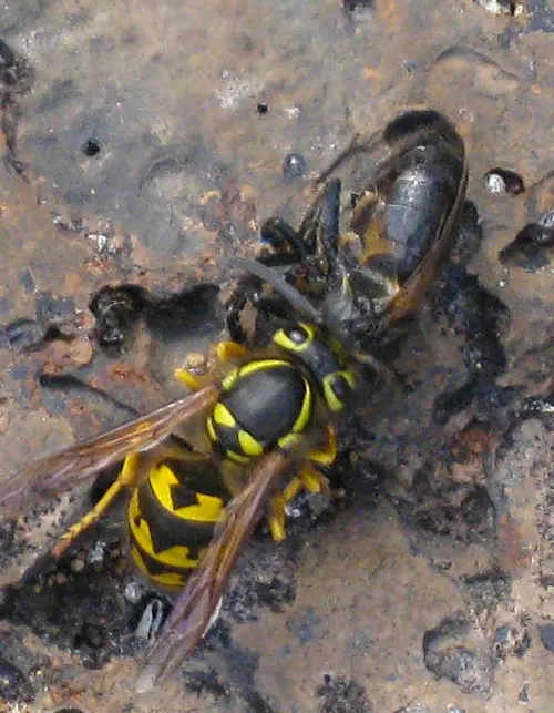 YELLOWJACKET killing a honey bee. (Photo by Erin Wilson)