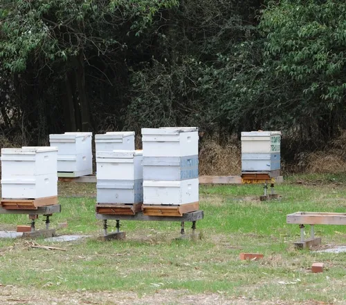 BRICKS mark the spot where yellowjackets are nesting at the Harry H. Laidlaw Jr. Honey Bee Research Facility. (Photo by Kathy Keatley Garvey)