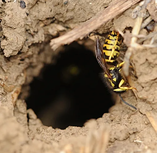 YELLOWJACKET guards the entrance to a nest near the Harry H. Laidlaw Jr. Honey Bee Research Facility at UC Davis. (Photo by Kathy Keatley Garvey)