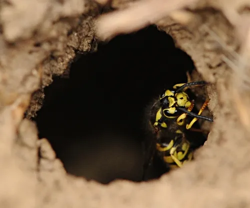 EMERGING from a hole, a yellowjacket defends her nest. (Photo by Kathy Keatley Garvey)