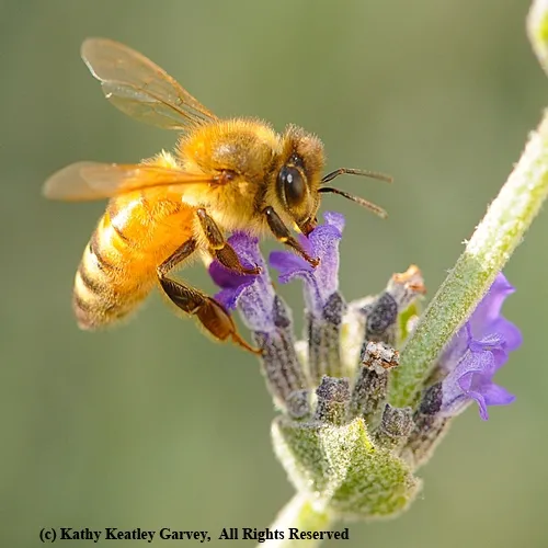GOLDEN BEE found her way into the lyrics of the UC Davis Department of Entomology's "The 13 Bugs of Christmas." The authors called attention to "five golden bees." (Photo by Kathy Keatley Garvey)