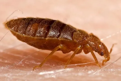 CLOSE-UP of bedbug. "Bed bugs are experts at hiding," according to the CDC. "They hide during the day in places such as seams of mattresses, box springs, bed frames, headboards, dresser tables, cracks or crevices, behind wallpaper, and under any clutter or objects around a bed. Their small flat bodies allow them to fit into the smallest of spaces and they can remain in place for long periods of time, even without a blood meal. Bed bugs can travel over 100 feet in one night, but they tend to live within 8 fe