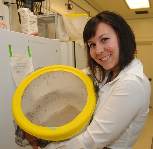 DOCTORAL CANDIDATE Ashley Horton with malaria mosquitoes, Anopheles gambiae. (Photo by Kathy Keatley Garvey)