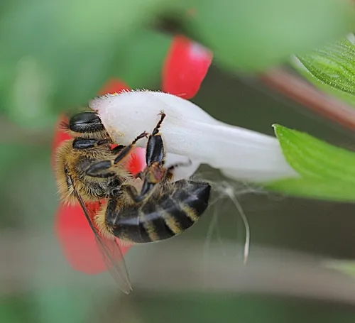 HONEY BEE gathers nectar from the mint bush sage at the Haagen-Dazs Honey Bee Haven at UC Davis. (Photo by Kathy Keatley Garvey)