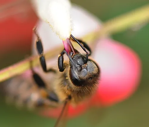 SIPPING NECTAR, a honey bee works the mint bush sage at the Haagen-Dazs Honey Bee Haven at UC Davis. (Photo by Kathy Keatley Garvey)