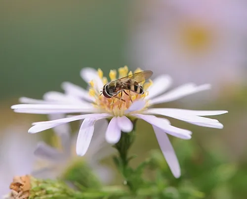 HOVER FLY working a flower in the Haagen-Dazs Honey Bee Haven at the University of California, Davis. The larvae of hover flies are voracious aphid eaters. (Photo by Kathy Keatley Garvey)