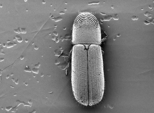 ELECTRON SCANNING MICROSCOPE image of walnut twig beetle, by Andrew Graves, formerly of UC Davis.