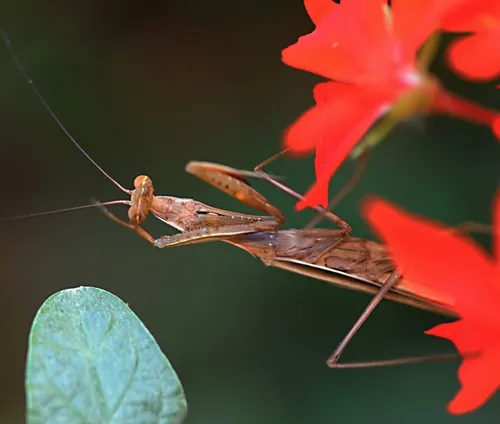 PRAYING MANTIS at the Harry H. Laidlaw Jr. Honey Bee Research Facility at UC Davis. (Photo by Kathy Keatley Garvey)