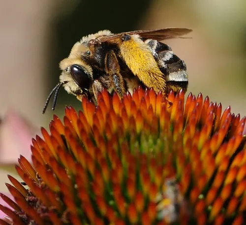 SWEAT BEE (female Svastra obliqua expurgata) on purple coneflower at the Haagen-Dazs Honey Bee Haven at UC Davis. (Photo by Kathy Keatley Garvey)