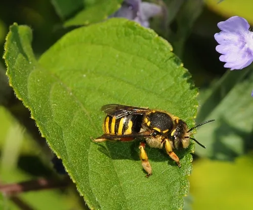 WOOL CARDER BEE removing fluff or down from a leaf to build its nest. (Photo by Kathy Keatley Garvey)