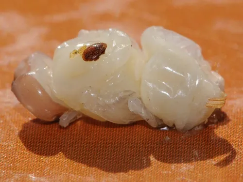 VARROA MITE on drone pupa at the Harry H. Laidlaw Jr. Honey Bee Research Facility, University of California, Davis. (Photo by Kathy Keatley Garvey)