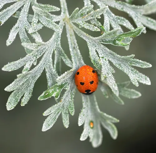 RED ORNAMENT? No, a ladybug, aka ladybird beetle or lady beetle, on Artemisia, a genus belonging to the daisy family, Asteraceae. (Photo by Kathy Keatley Garvey)