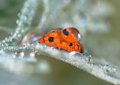 RAIN-PELTED ladybug on Artemisia. (Photo by Kathy Keatley Garvey)