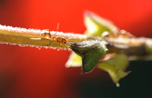 ARGENTINE ANT foraging on pineapple sage (Salvia elegans). (Photo by Kathy Keatley Garvey)