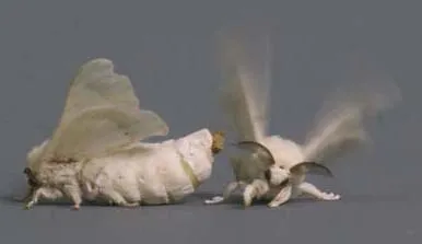 silkwormmothsmalefemale