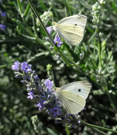 TWO CABBAGE WHITES nectaring on salvia. Arthur Shapiro's 40th annual Cabbage White Butterfly Competition begins Jan. 1, 2011. (Photo by Kathy Keatley Garvey)