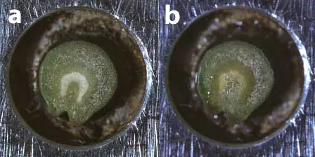 The petiole endpoint: a) when the xylem is dry, and b) when water comes out.